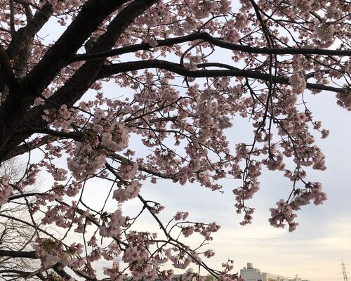 桜