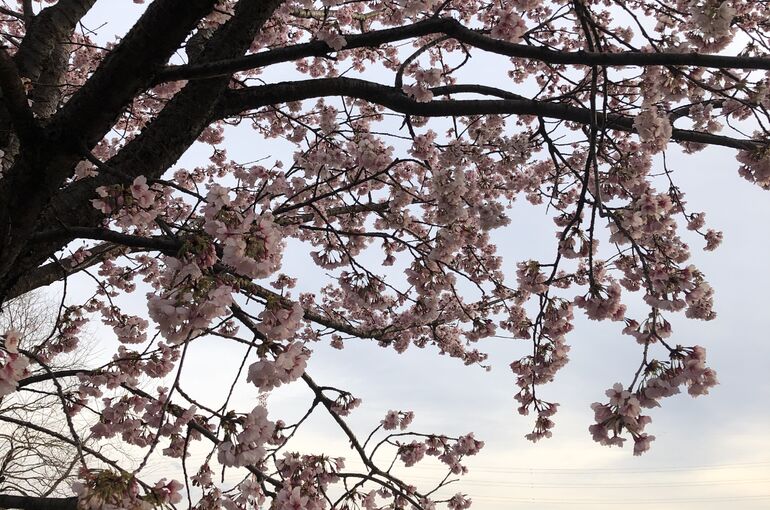 桜