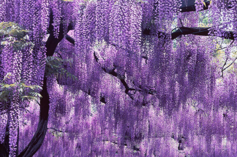 藤の花