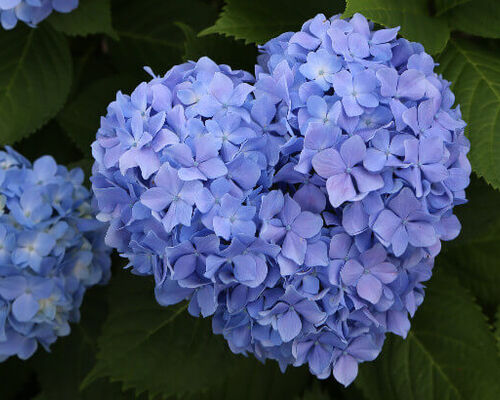 紫陽花
