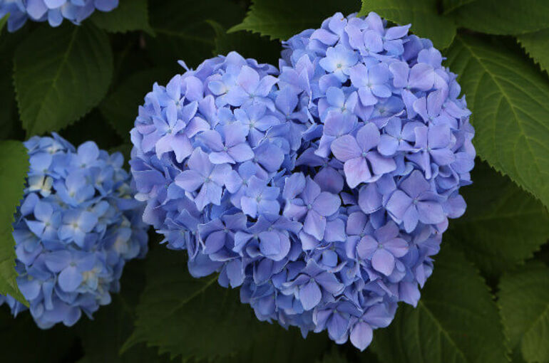 紫陽花